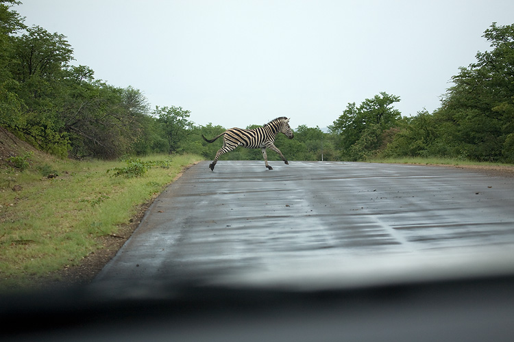 Zebra crossing
