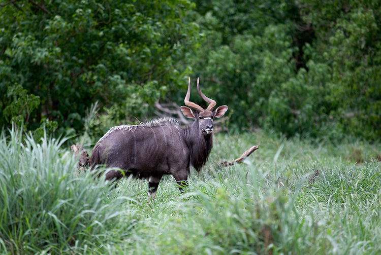 Nyala