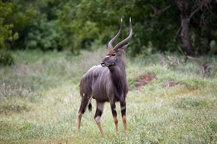 Nyala