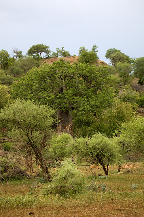 Impala and Nyala