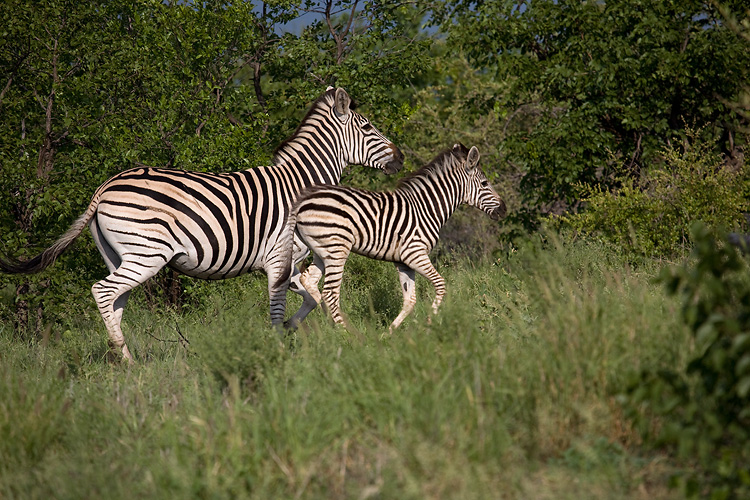 Zebra and calf