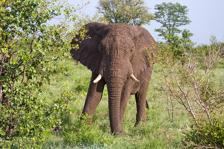 Elephant