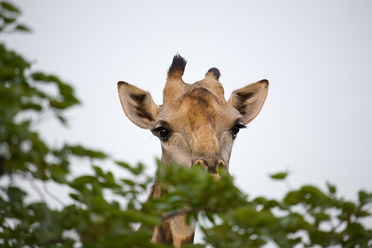 Giraffe