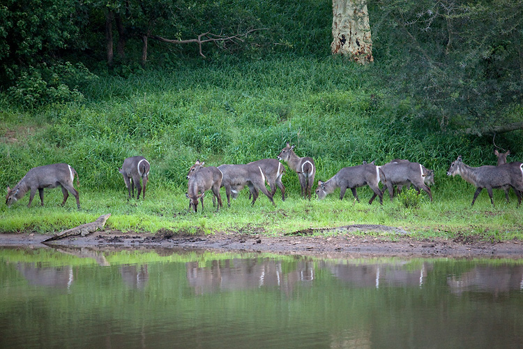 Waterbuck and croc