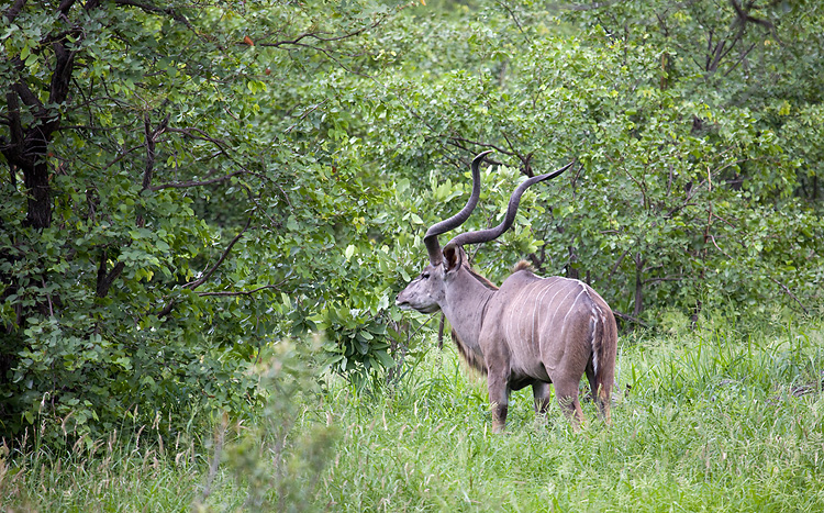 Male Kudu