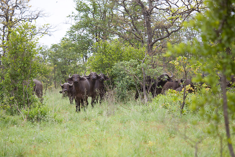 young female buffalo