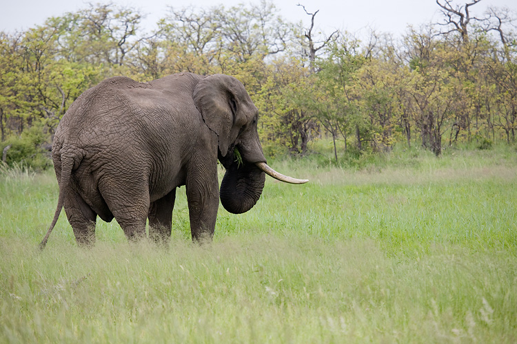 Elephant