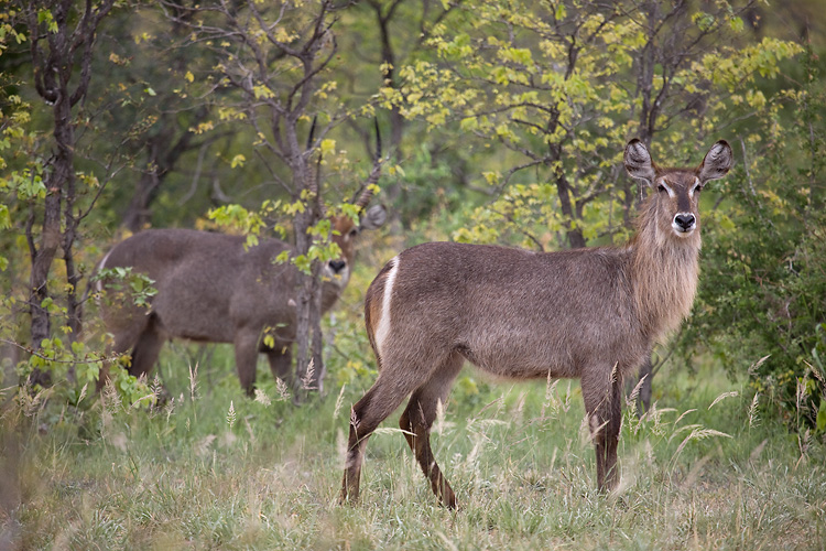 Waterbuck