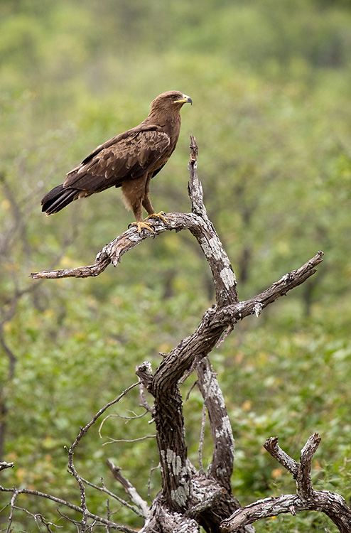 African Eagle