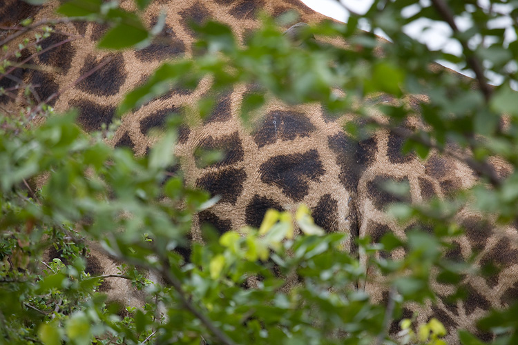Not a leopard