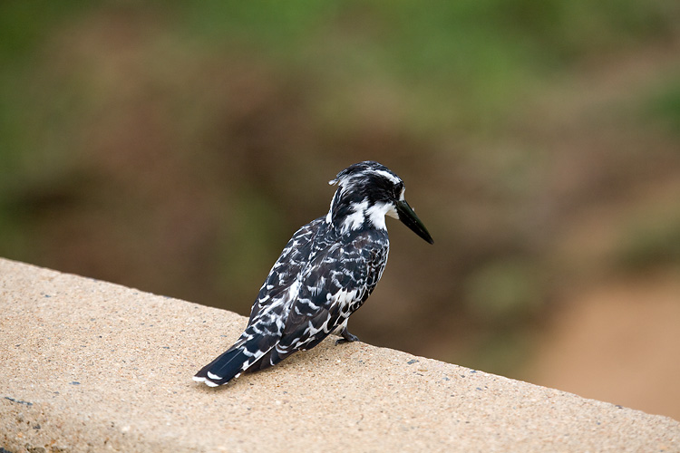 Pied Kingfisher