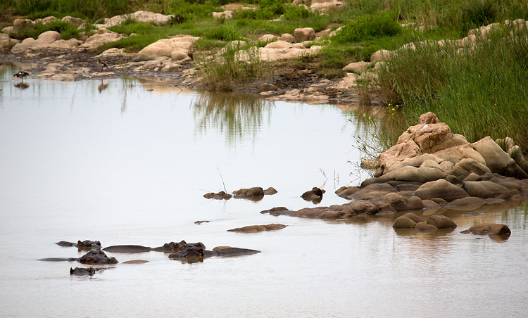 Rocks or Hippos?