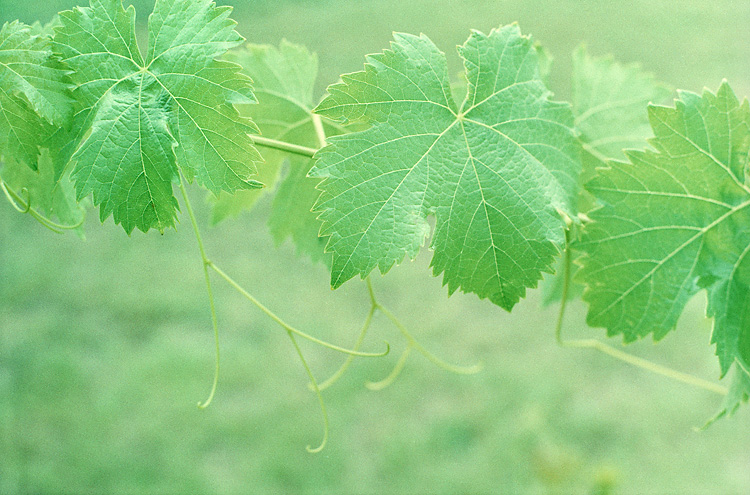 Scan-100717-0003wp750.jpg