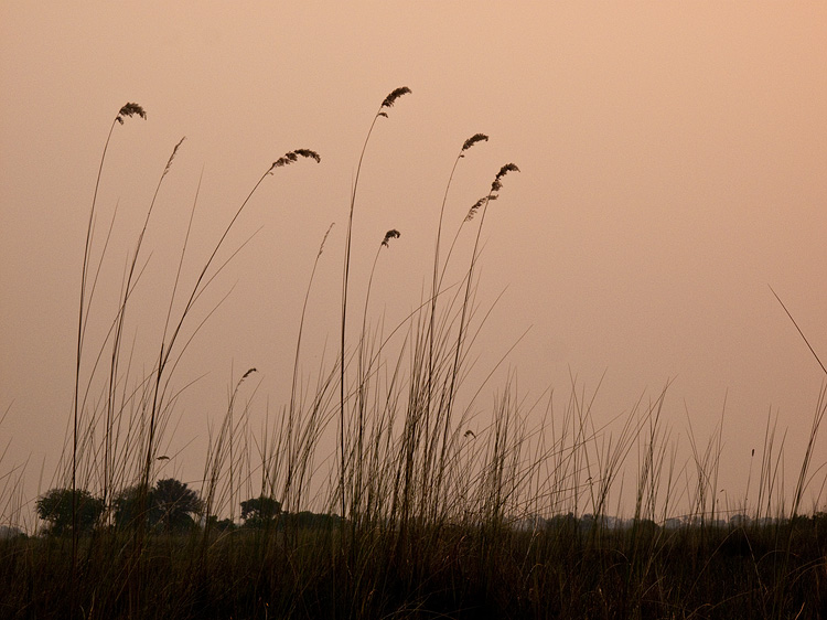 Reeds