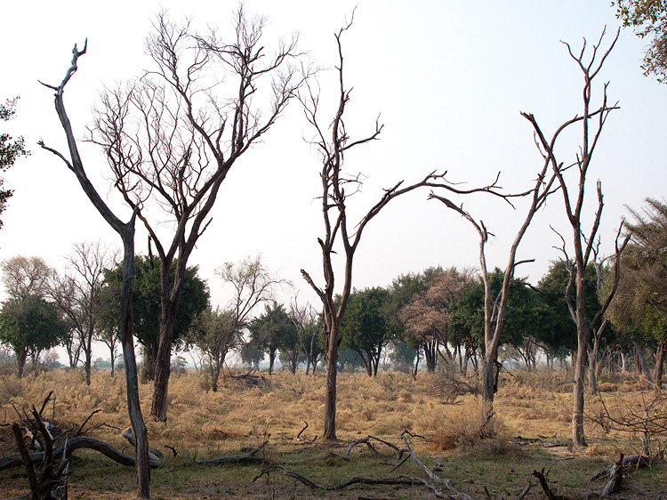 Delta Islands I