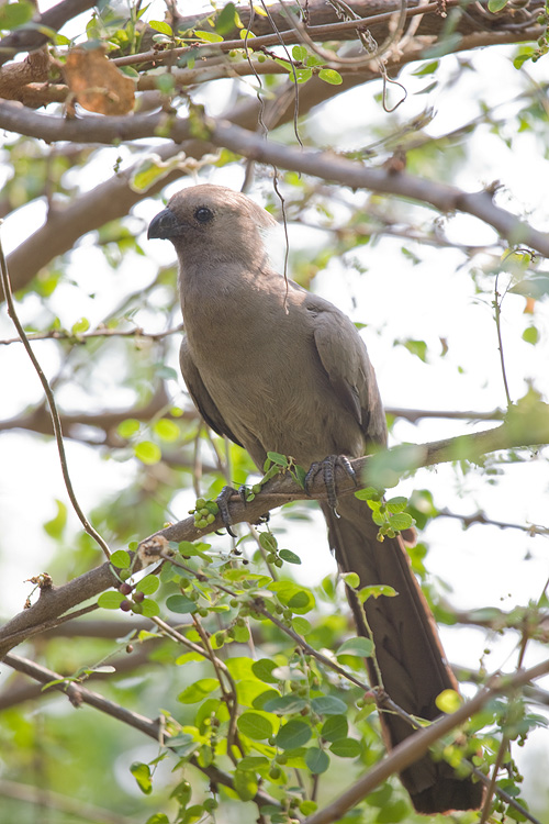 Grey Lourie