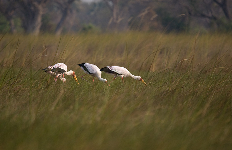 Yellow-billed storks