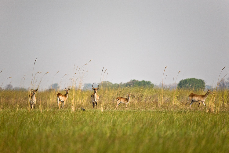 Red Lechwe
