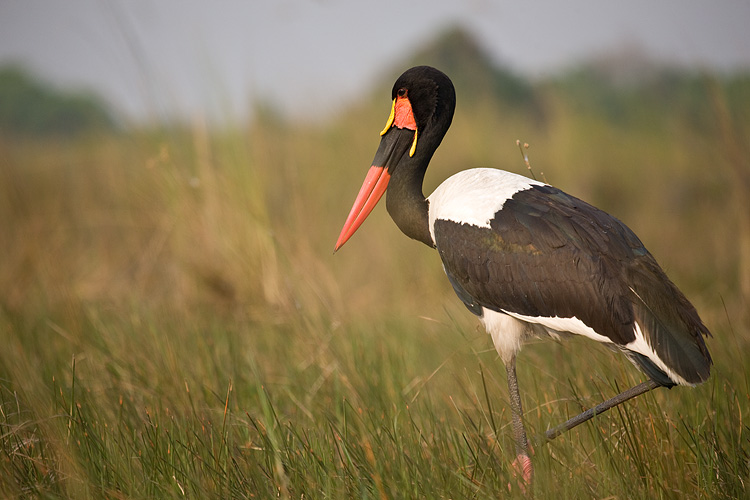 Saddle-billed Stork