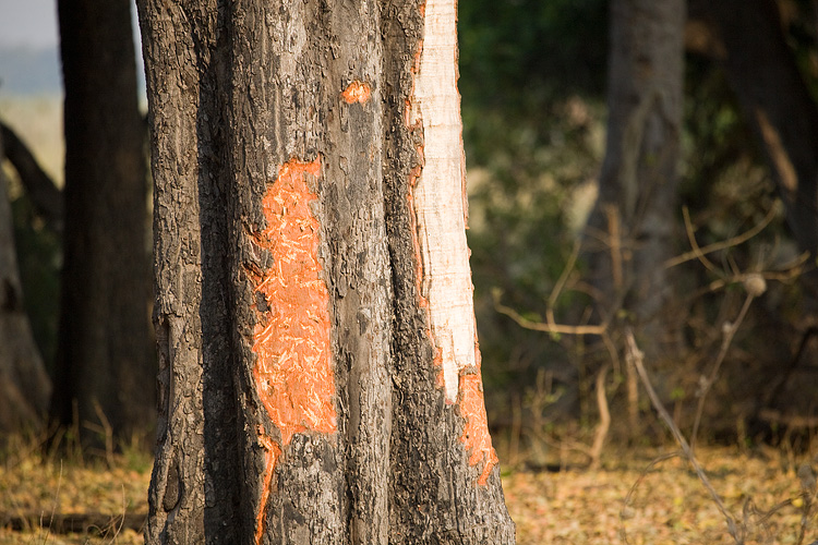 Elephant damage