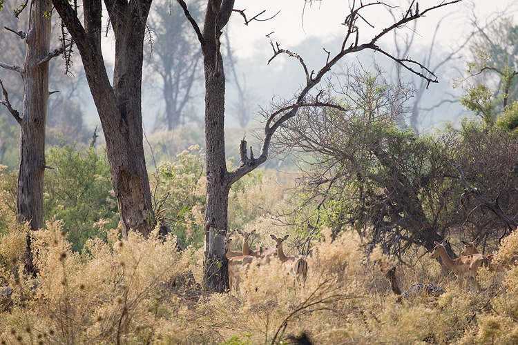 Impala