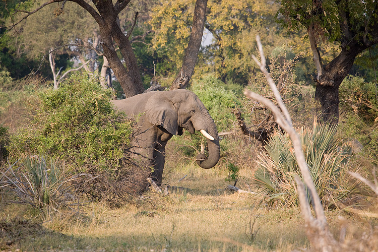 Elephant