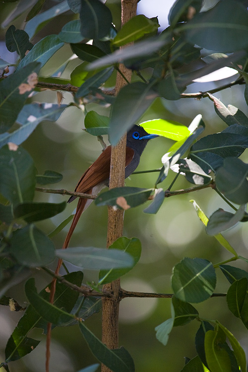 Paradise Flycatcher