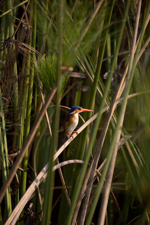 Malachite Kingfisher
