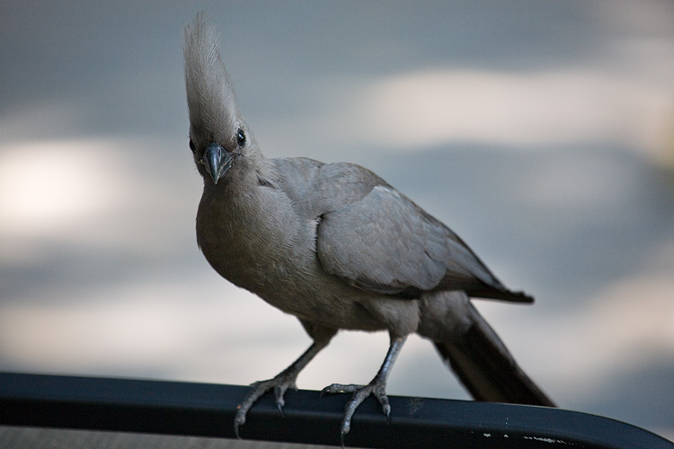 Grey Lourie