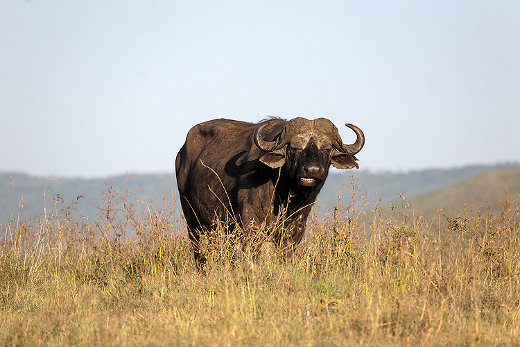 Buffalo