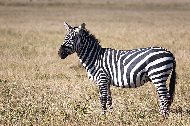 Zebra