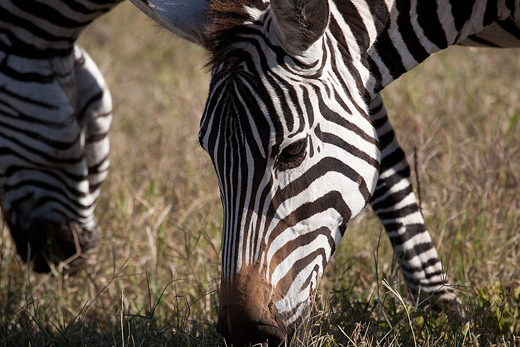Zebra amunchin