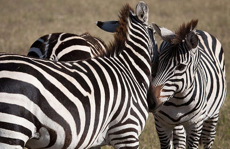 Zebra