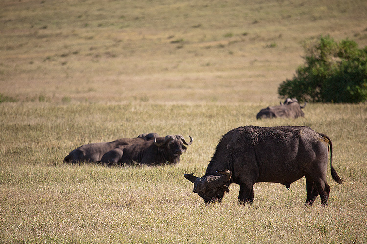 A couple of buff bulls
