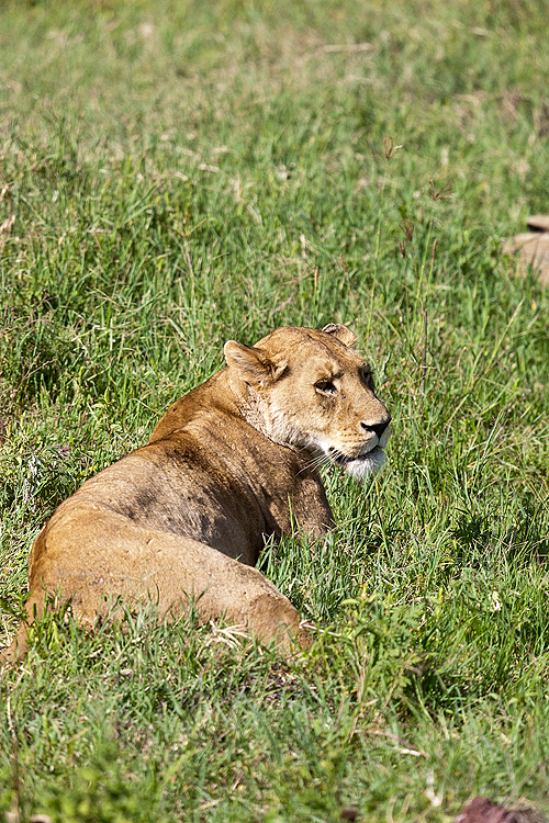 Lion