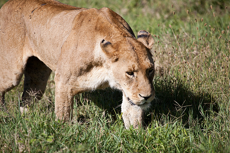 Lion II
