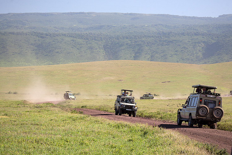 Herd of safari trucks