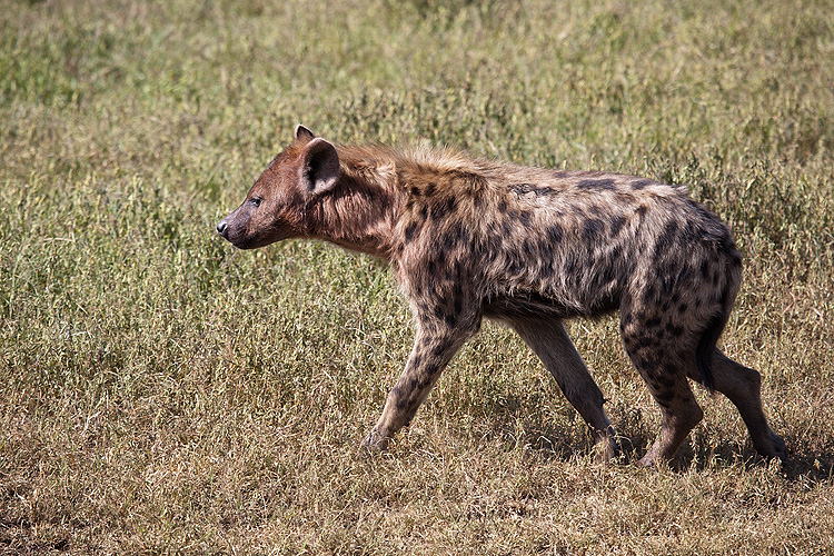 Hyena III