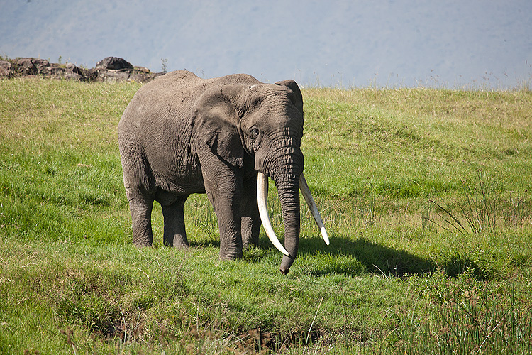 Elephant
