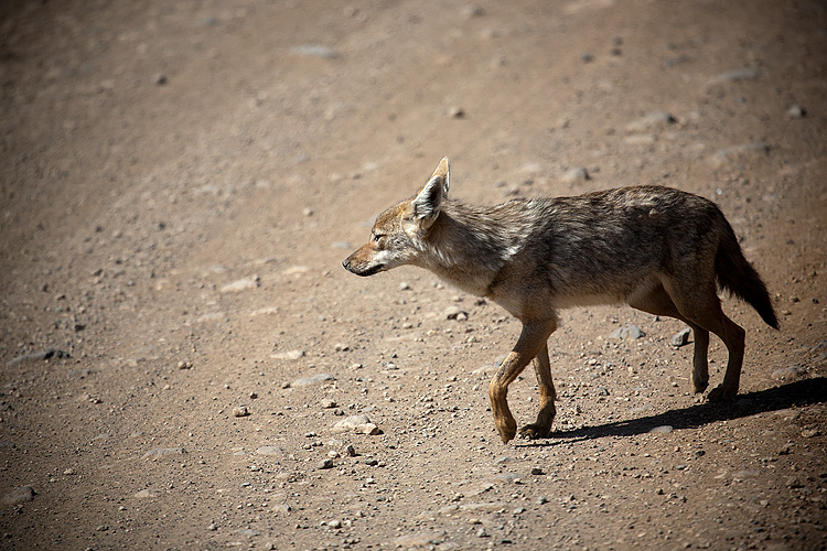 Jackal