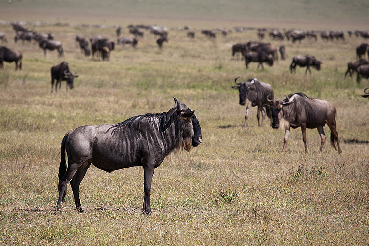 Wildebeest