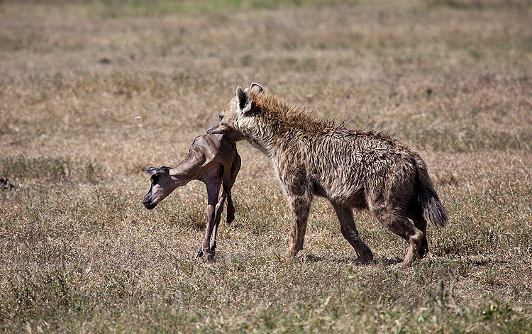 ex-Wildebeest