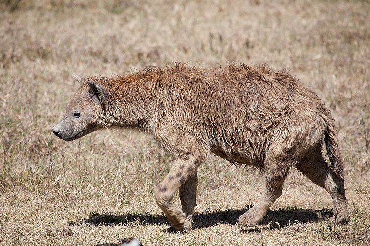 Hyena