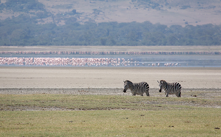 Zebra