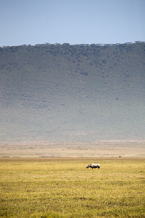 Rhino