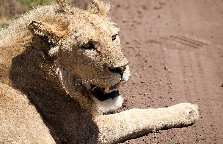 Hot Lion