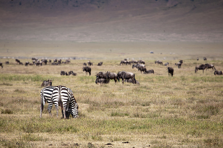 Mixed herd