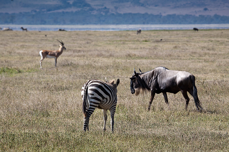 Mixed herd II