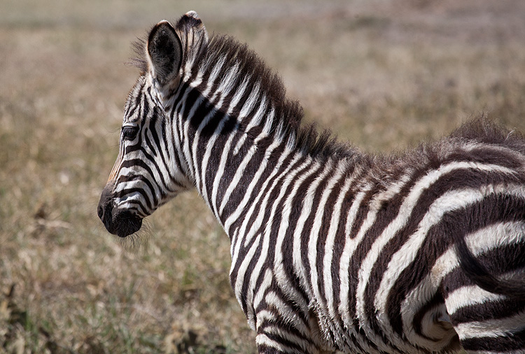 Zebrababy