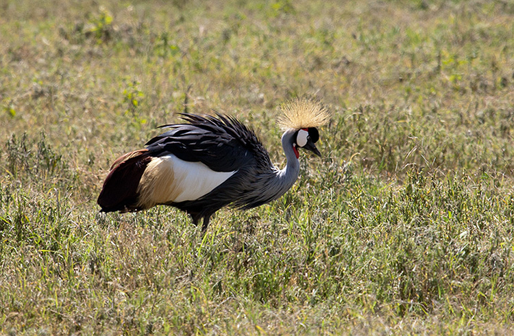 Crested Crane